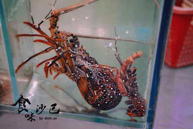 大马吃什么最好,大马必富咸柠檬糖