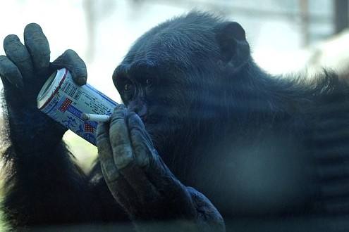 我们为什么是右撇子？这就要从200万年前找答案了！