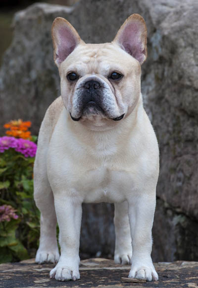 美国西敏寺犬展金毛,美国西敏寺博美犬展