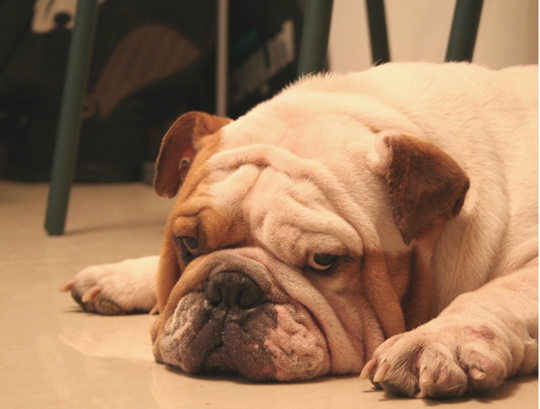 天气热斗牛犬怎么样养好,养好牛的十大秘密