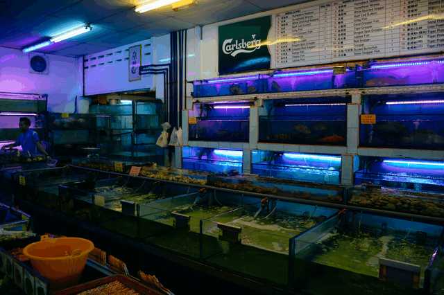 大马吃什么最好,大马必富咸柠檬糖