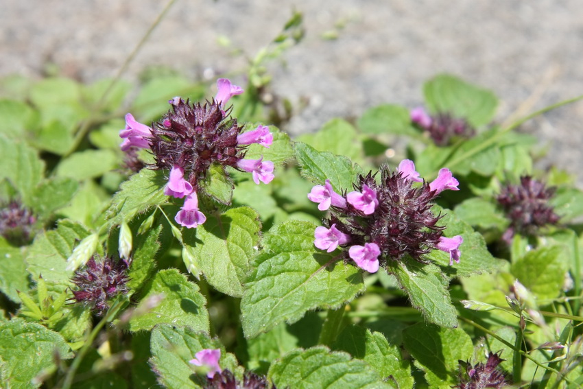 容易长湿疹教你3个方法赶走湿疹,患了湿疹怎么办教你一招简单高效