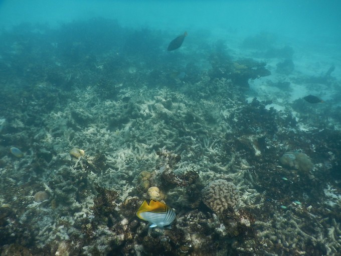 马尔代夫马富士岛浮潜,马尔代夫魔富士