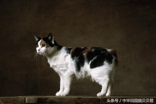 《福布斯》世界10大名贵猫，你知道几个？