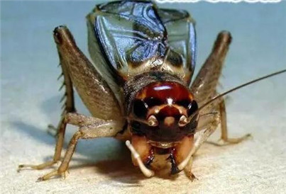 蟋蟀是怎样繁殖的,圆头蟋蟀和平头蟋蟀能繁殖吗