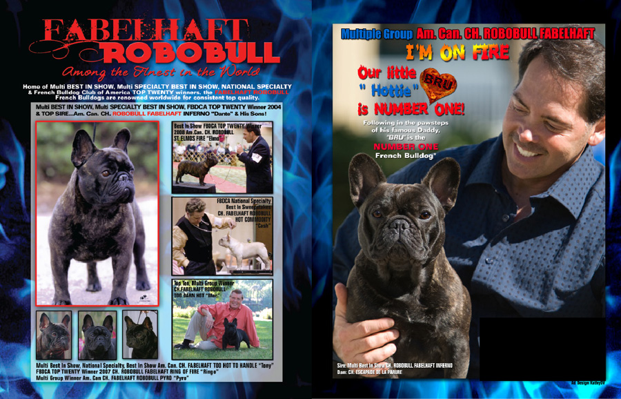 美国西敏寺犬展金毛,美国西敏寺博美犬展