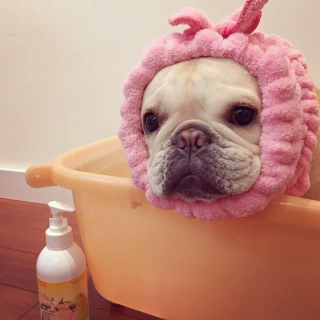 天气热斗牛犬怎么样养好,养好牛的十大秘密