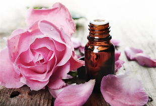 玫瑰精油和山茶花精油哪种好,教你认识花草