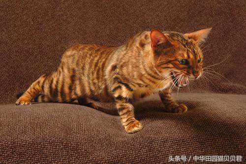 《福布斯》世界10大名贵猫，你知道几个？