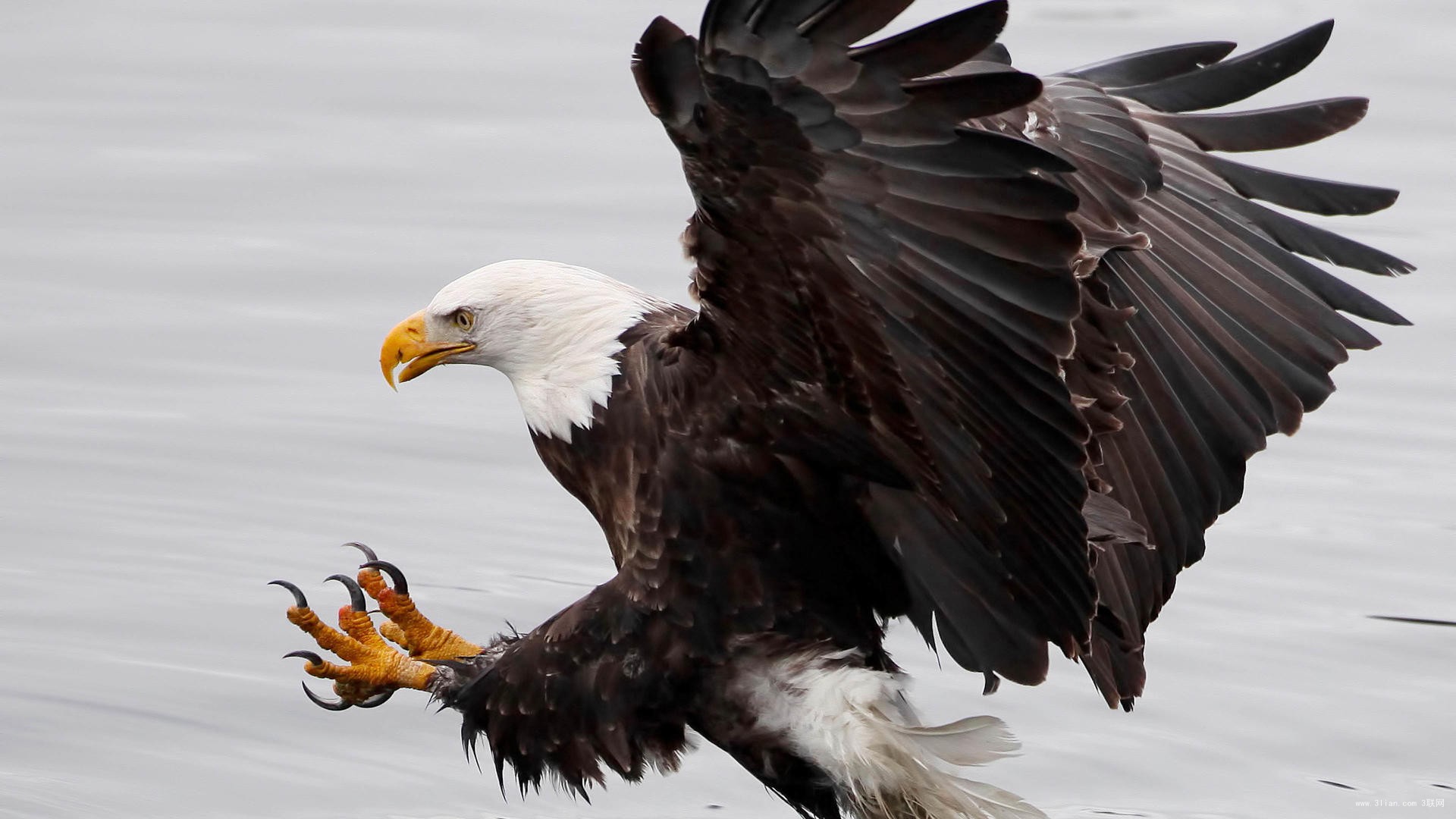你还知道哪些鸟类的特殊本领呢,鸟类的味觉器官是哪