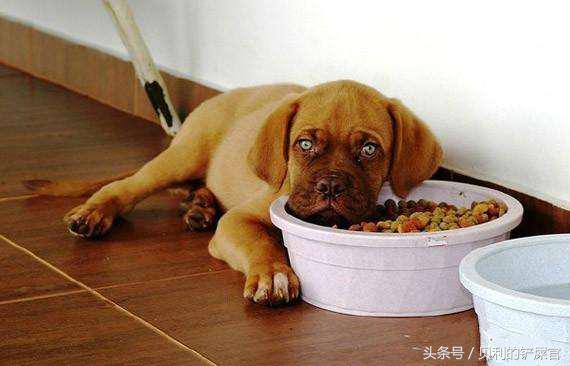 狗狗发情了，你可能需要知道这几点