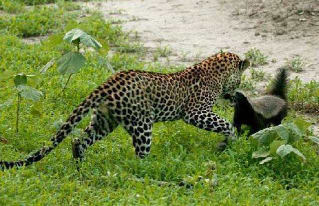 非洲平头哥（蜜獾）教你如何行走江湖！
