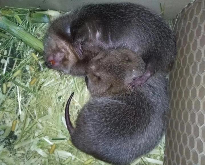 养殖竹鼠常见的精料和粗料,竹鼠养殖技术