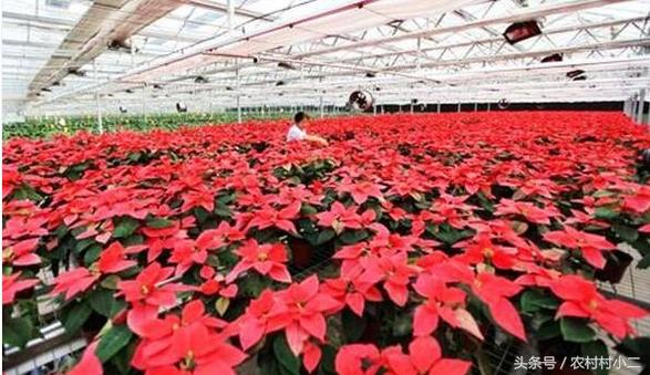 农村创业好项目,农村创业好项目投资少见效快