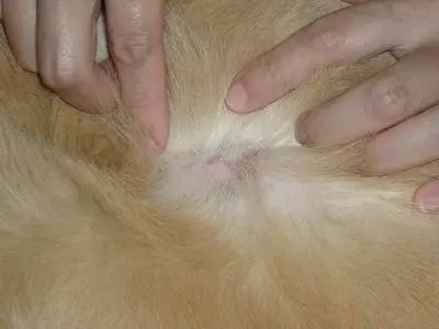 比熊幼犬需要剃胎毛,幼犬得皮肤病需要剃胎毛么