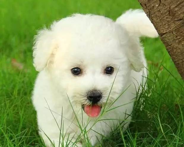 比熊幼犬需要剃胎毛,幼犬得皮肤病需要剃胎毛么