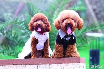 狗狗发情了，你可能需要知道这几点