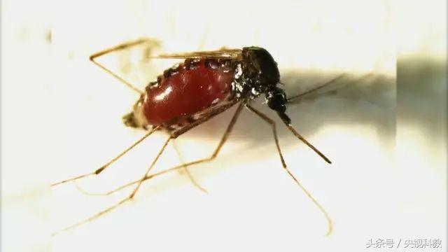 活了30年才知道防蚊妙招,科学防蚊