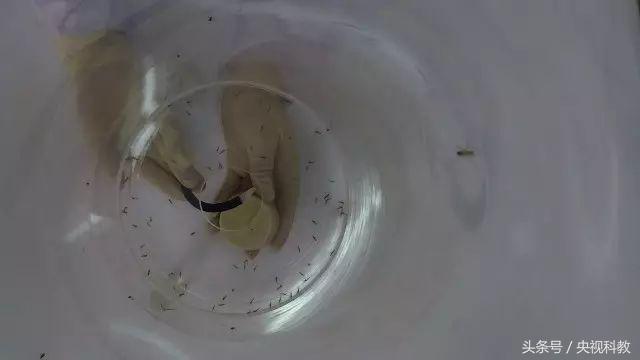 活了30年才知道防蚊妙招,科学防蚊