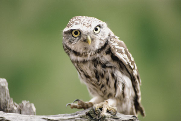 你还知道哪些鸟类的特殊本领呢,鸟类的味觉器官是哪