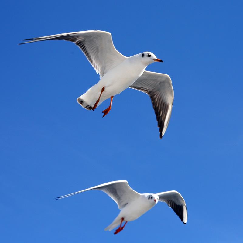 你还知道哪些鸟类的特殊本领呢,鸟类的味觉器官是哪