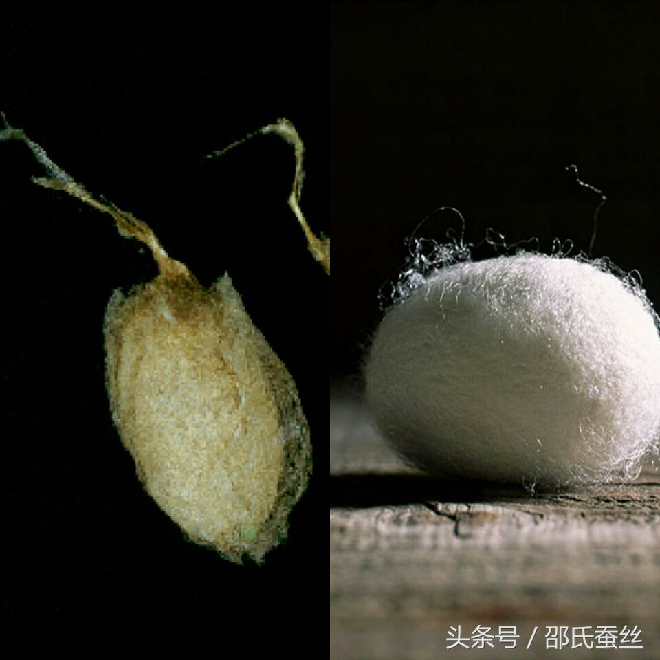 范瑟丝蚕丝被价格,丝冠蚕丝被价格查询