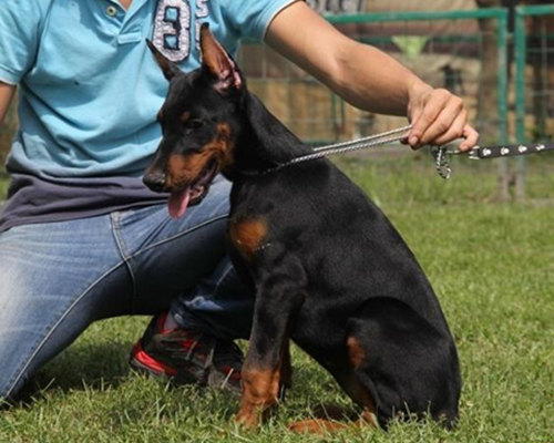 如何饲养杜宾犬,杜宾犬饲养方法和关注事项