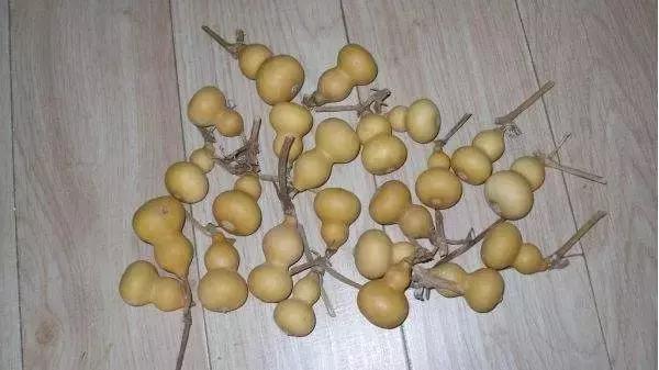 手捻葫芦室内阳台可以种吗,手捻葫芦几月份种好