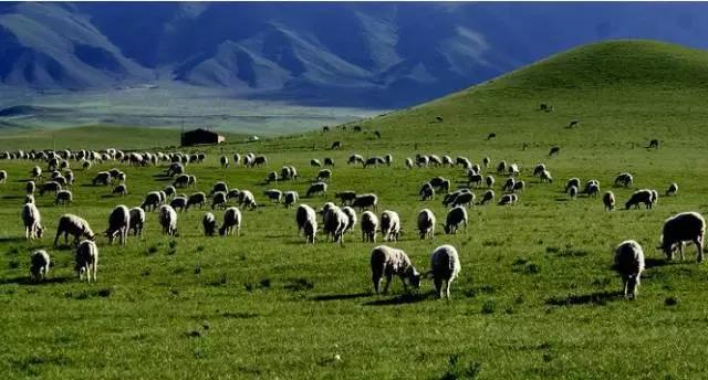 青海人的十大特征,主要看气质是谁提出来的