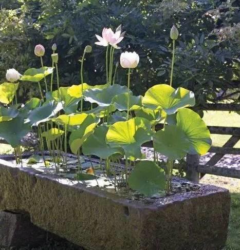 莲藕怎么能养成荷花,莲藕放水里可以长成荷花吗