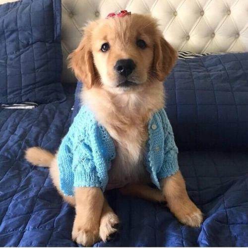 世界名犬金毛犬饲养禁忌,世界名犬大全