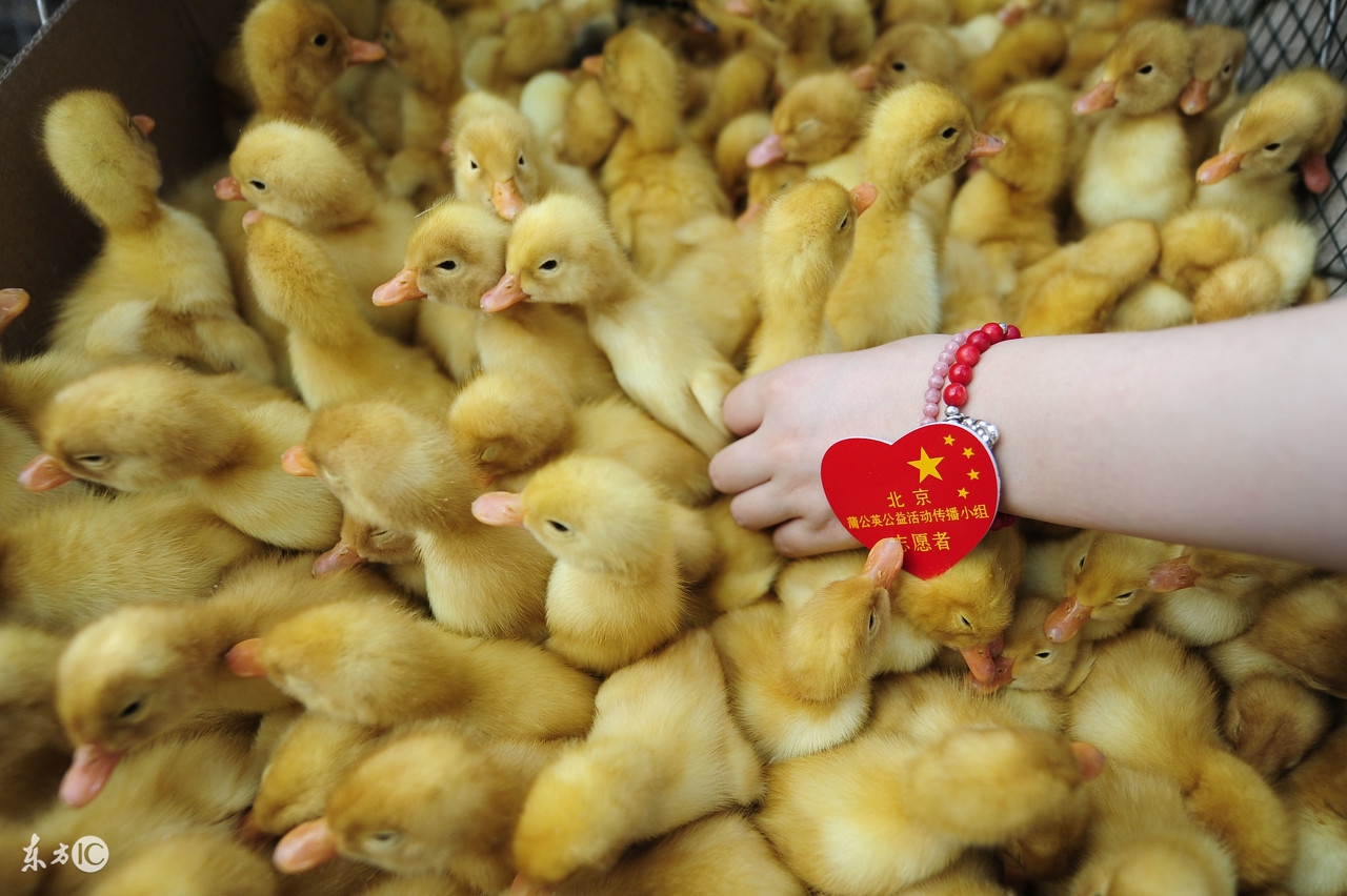 鸡舍湿度60可以吗,鸡舍湿度探头怎么调