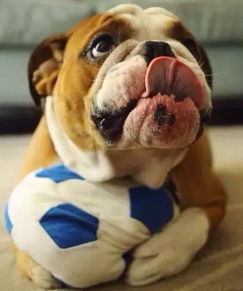 一梦谈狗：英牛那么丑，价格又贵，为什么还有那么多人养？