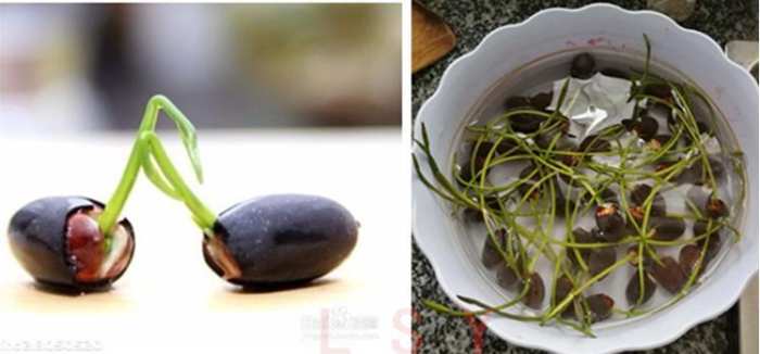 碗莲的种植方法盆栽,碗莲盆栽种植方法和关注事项