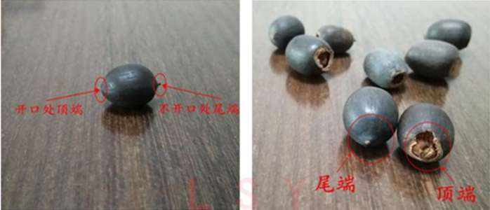 碗莲的种植方法盆栽,碗莲盆栽种植方法和关注事项