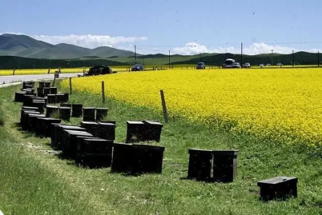 青海人的十大特征,主要看气质是谁提出来的