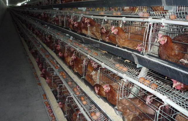 鸡群出现大面积死亡有哪些原因,鸡群突然死亡