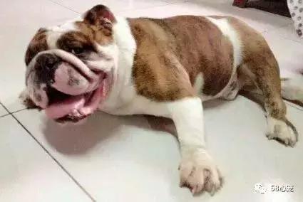 一梦谈狗：英牛那么丑，价格又贵，为什么还有那么多人养？