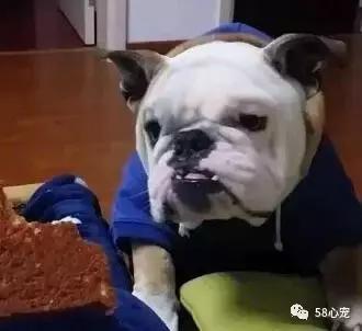 一梦谈狗：英牛那么丑，价格又贵，为什么还有那么多人养？