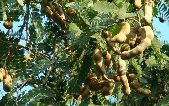 云南特产酸角,云南特产酸角功效与作用是什么