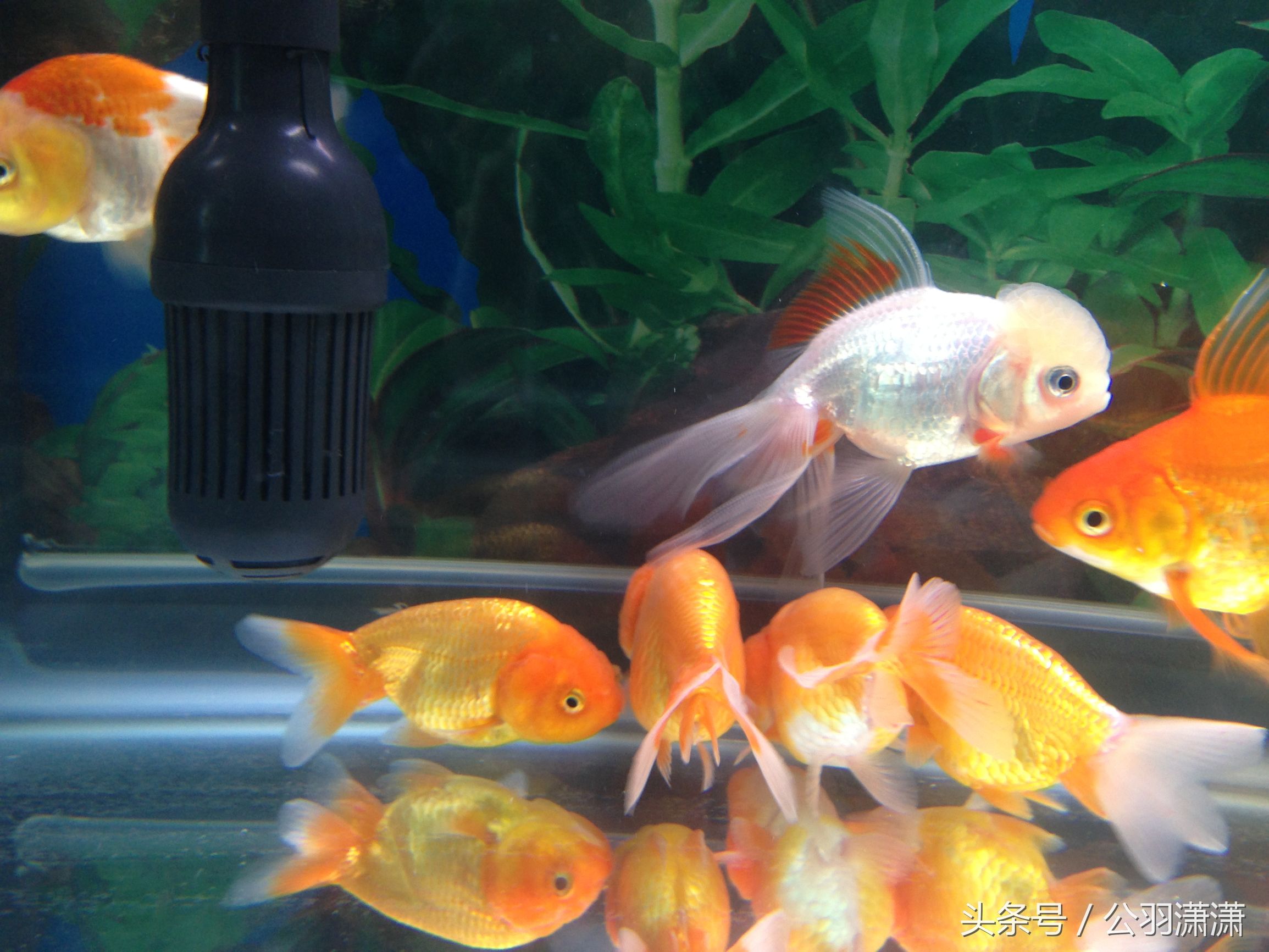 养金鱼鱼缸需要铺底砂吗,如何养金鱼让鱼缸水清澈