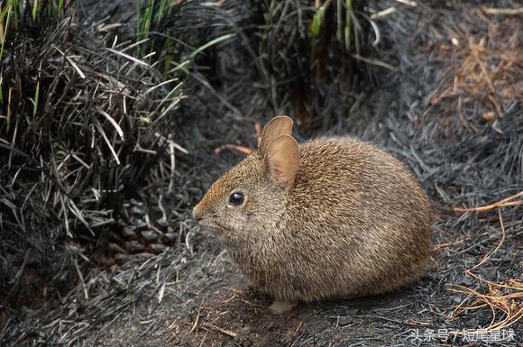 兔子的11个令人惊讶的事实,猜兔子的谜语有哪些