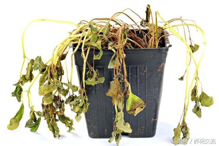 薄荷盆栽叶子变黄怎么回事,盆栽芦荟叶子变黄怎么办