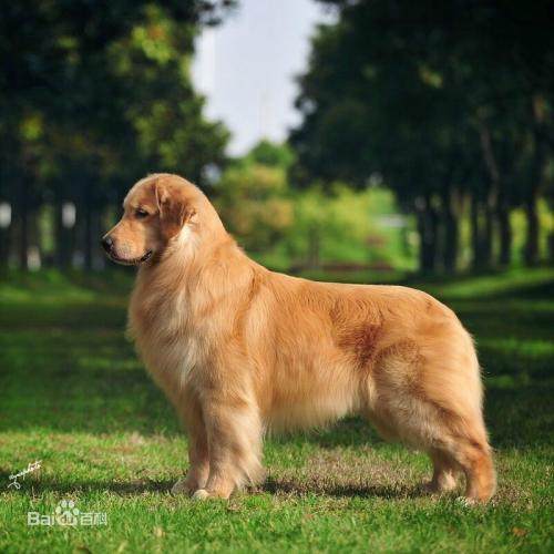 世界名犬金毛犬饲养禁忌,世界名犬大全