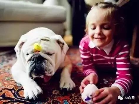 一梦谈狗：英牛那么丑，价格又贵，为什么还有那么多人养？