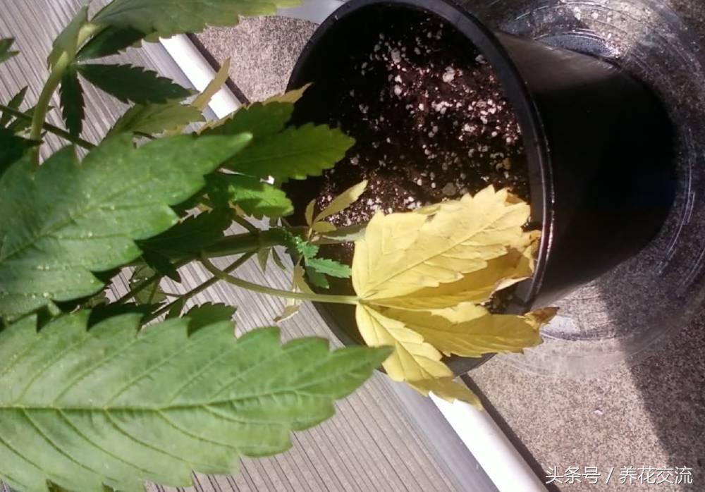 薄荷盆栽叶子变黄怎么回事,盆栽芦荟叶子变黄怎么办