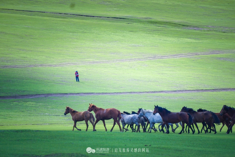 三河马的血统有哪些,三河马是怎么诞生的