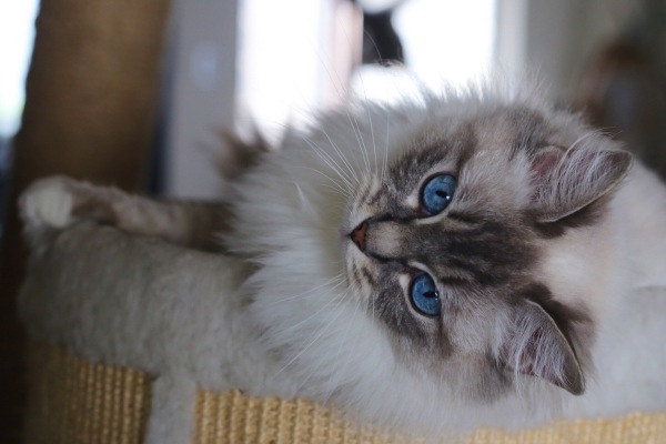 网友家猫主子绝育后的反应，以及绝育准备和护理知识