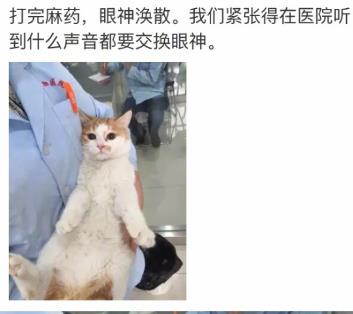 网友家猫主子绝育后的反应，以及绝育准备和护理知识