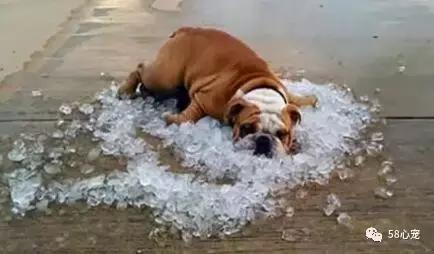一梦谈狗：英牛那么丑，价格又贵，为什么还有那么多人养？